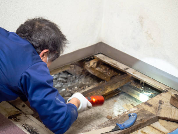 Best Mold Damage Repair  in Plainview, NY