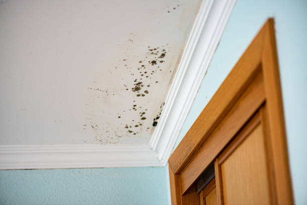 Best Toxic Mold Removal  in Plainview, NY