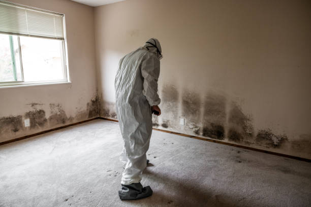 Mold Removal and Inspection in Plainview, NY